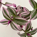 Tradescantia flumensis