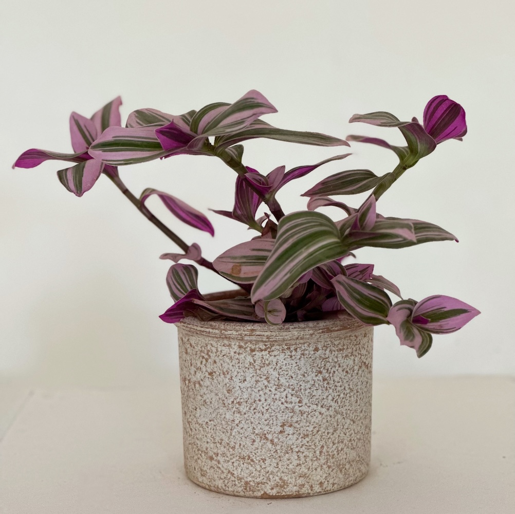 Tradescantia flumensis