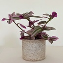 Tradescantia flumensis