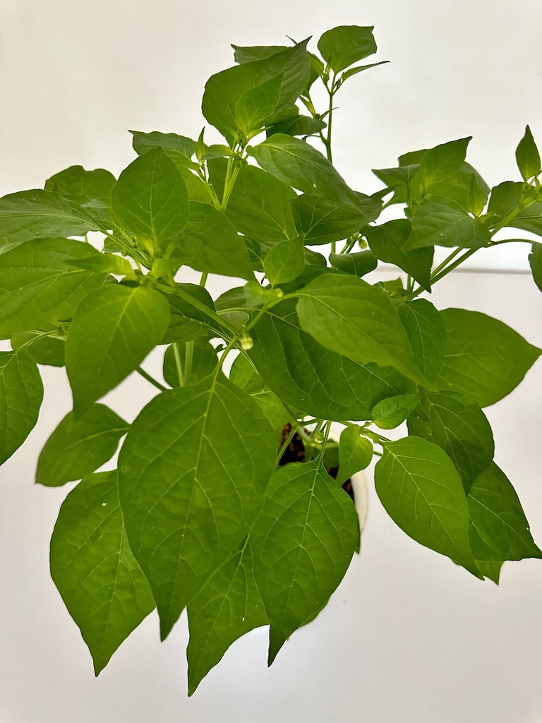 Chili Pepper