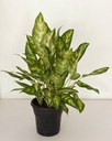 Aglaonema costatum 'sparkles'