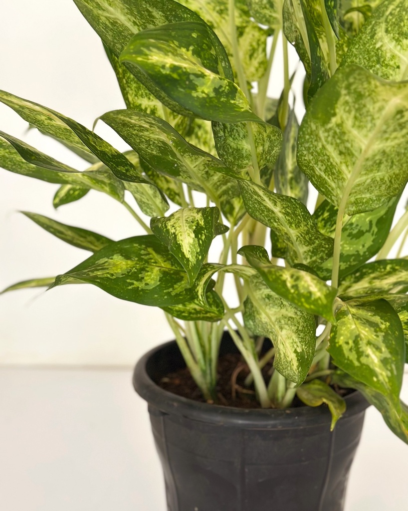 Aglaonema costatum 'sparkles'