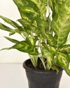 Aglaonema costatum 'sparkles'