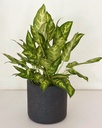 Aglaonema costatum 'sparkles'