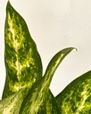 Aglaonema costatum 'sparkles'