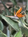 Strelitzia reginae