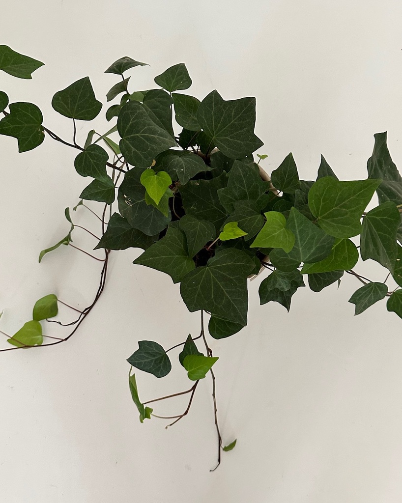 Hedera helix