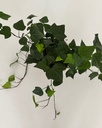 Hedera helix