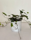 Hedera helix
