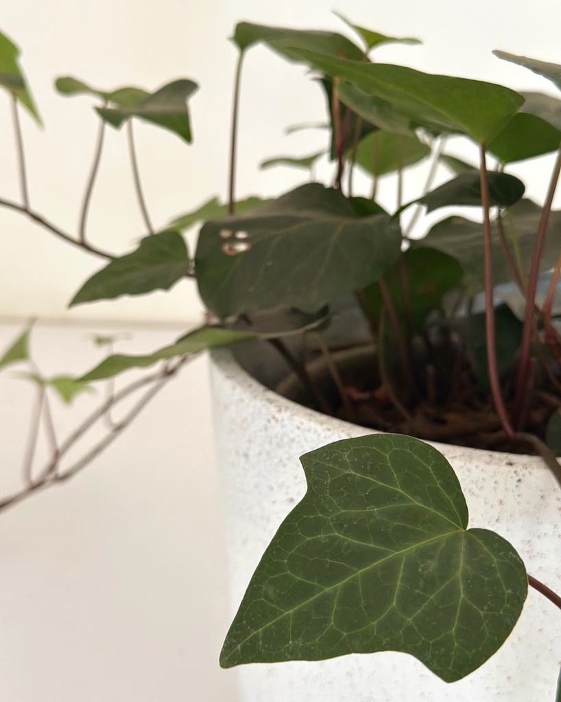Hedera helix