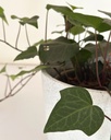 Hedera helix