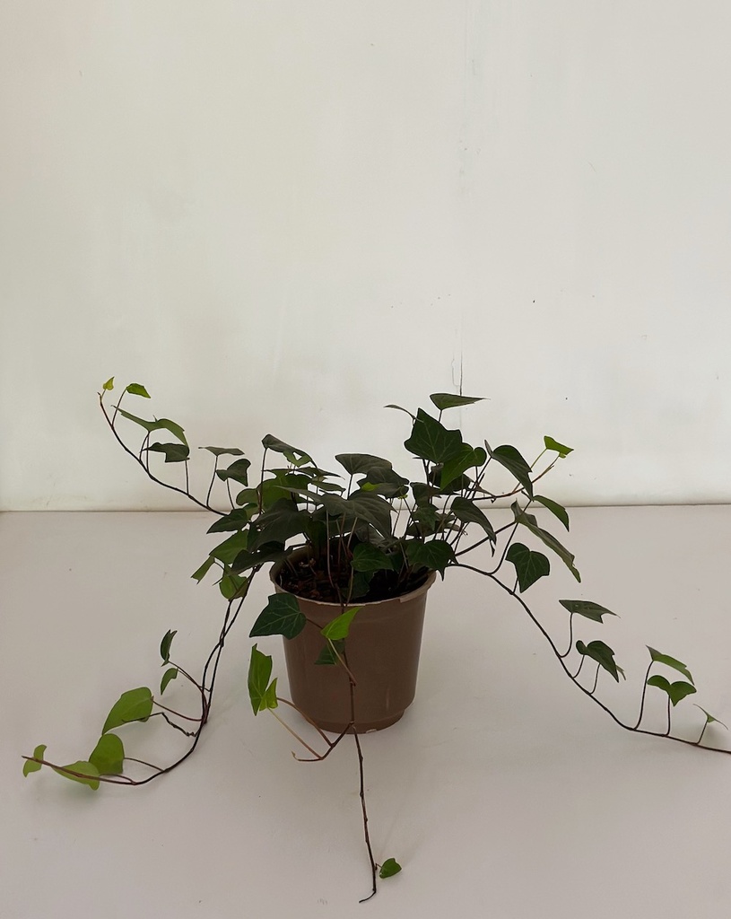 Hedera helix