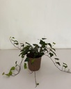 Hedera helix