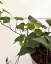Hedera helix