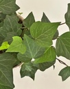 Hedera helix
