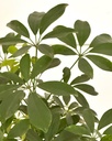 Schefflera sp. 