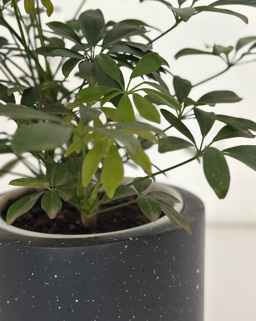 Schefflera sp. 