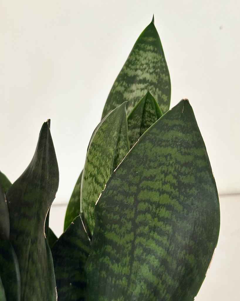 Sansevieria zeylancia 'compacta'