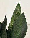 Sansevieria zeylancia 'compacta'