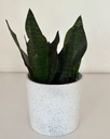 Sansevieria zeylancia 'compacta'