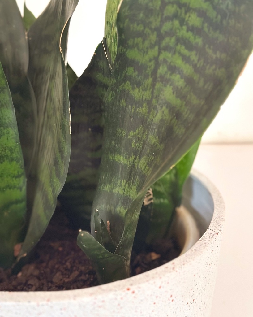 Sansevieria zeylancia 'compacta'