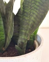 Sansevieria zeylancia 'compacta'