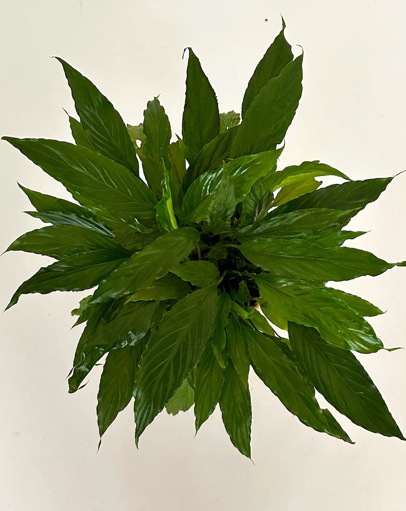 Spathiphyllum 