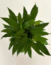 Spathiphyllum 
