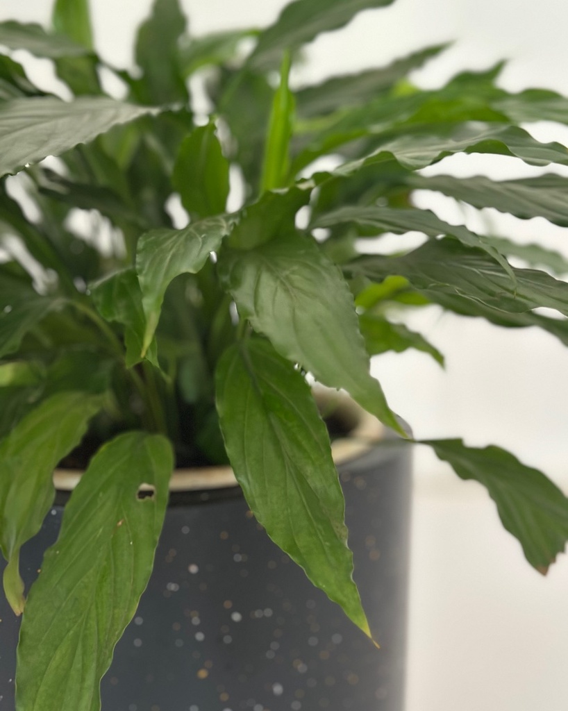 Spathiphyllum 