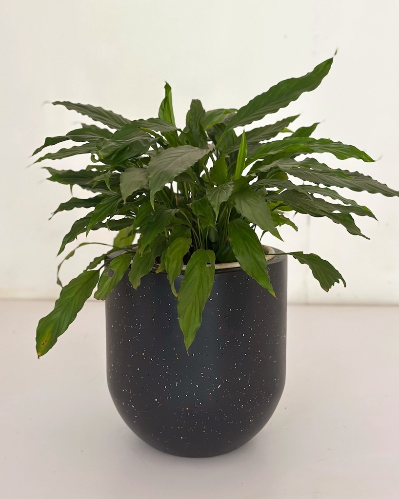 Spathiphyllum 