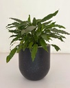 Spathiphyllum 