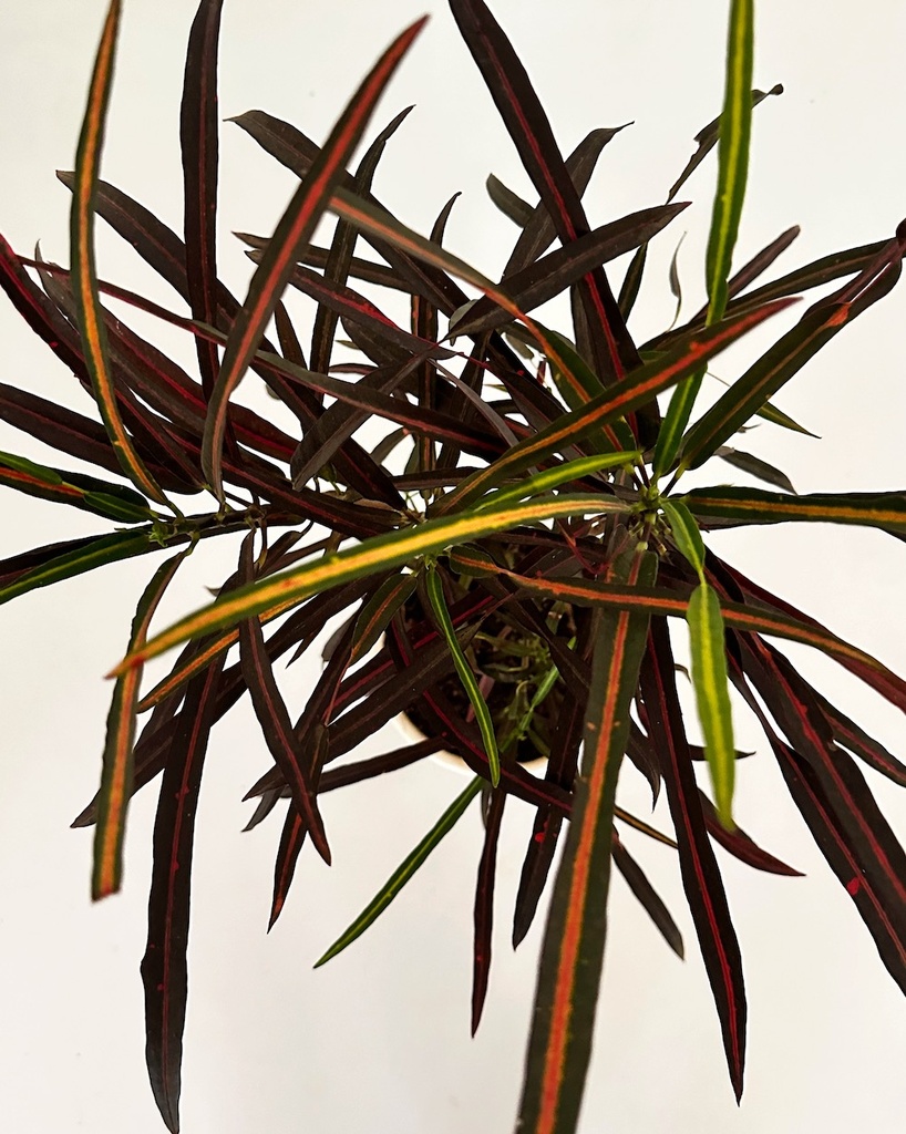 Croton 'zanzibar' 