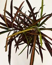Croton 'zanzibar' 