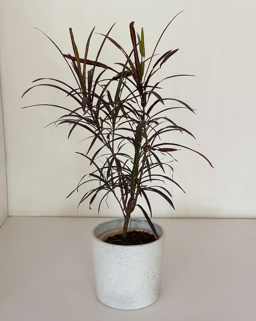Croton 'zanzibar' 