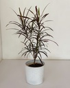 Croton 'zanzibar' 