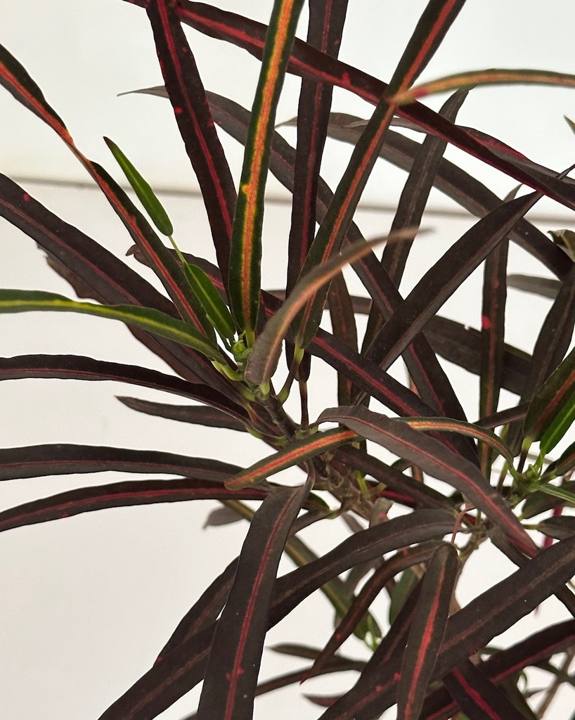 Croton 'zanzibar' 