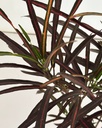 Croton 'zanzibar' 
