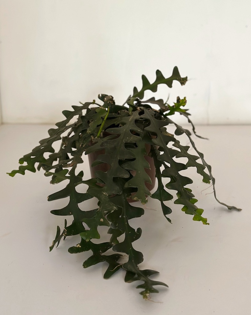 Disocactus anguliger