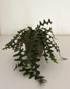 Disocactus anguliger