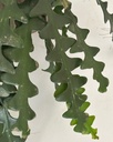Disocactus anguliger
