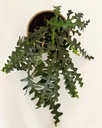 Disocactus anguliger