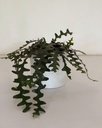 Disocactus anguliger