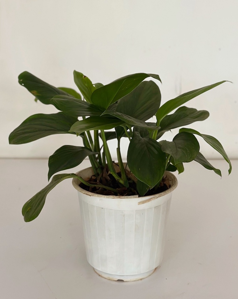 Monstera lechleriana 