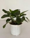 Monstera lechleriana 