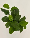 Monstera lechleriana 