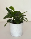 Monstera lechleriana 