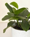 Monstera lechleriana 