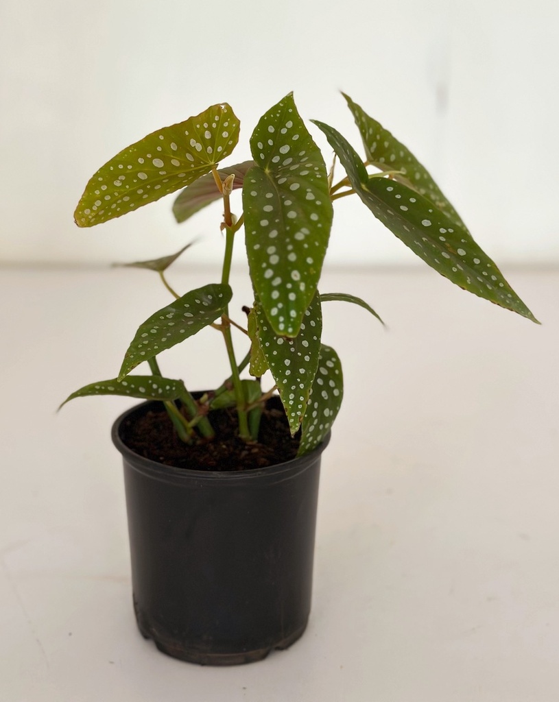 Begonia maculata