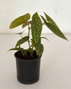 Begonia maculata