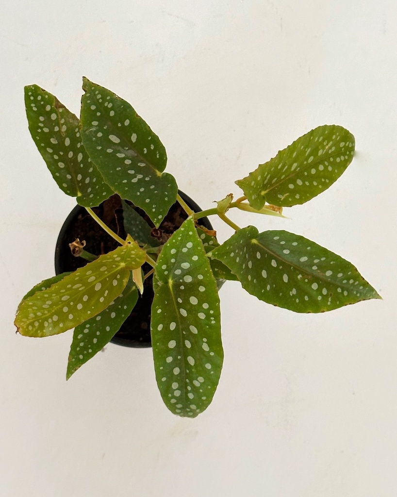 Begonia maculata